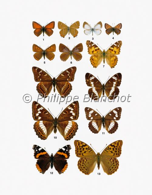 papillons 13.JPG - in "Le Guide Entomologique"Patrice Leraut et Philippe BlanchotEds Delachaux & Niestlé 2003Lépidoptères1 mâle, 5 femelle Palaeochrysophanus hippothoe (Linné), Le Cuivré écarlate, Lycaenidae2 (verso) Satyrium w-album (Knoch), Le Thécla de l’orme, Lycaenidae3 femelle Celastrina argiolus (Linné), L’Azuré des nerpruns, Lycaenidae4 femelle Helleia helle (Denis & Schiffermüller), Le Cuivré de la bistorte, Lycaenidae6 femelle Laeosopis roboris thiersi Betti, Le Thécla du frêne, Lycaenidae7 Cynthia cardui (Linné), La Belle dame, Nymphalidae8 mâle, 10 femelle Limenitis populi (Linné), Le Grand sylvain, Nymphalidae9 femelle Ladoga camilla (Linné), Le Petit sylvain, Nymphalidae11 femelle Azuritis reducta (Staudinger), Le Sylvain azuré, Nymphalidae12 Vanessa atalanta (Linné), Le Vulcain, Nymphalidae13 femelle Pandoriana pandora (Denis & Schiffermüller), Le Cardinal, Nymphalidae